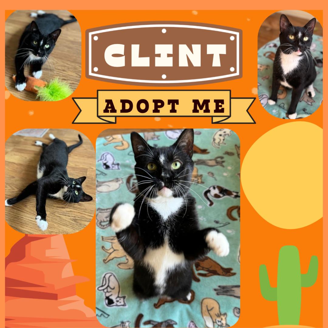 Enlarge Clint Eastwood, a Adoptable Domestic Short Hair in Bronx, NY image 2/3