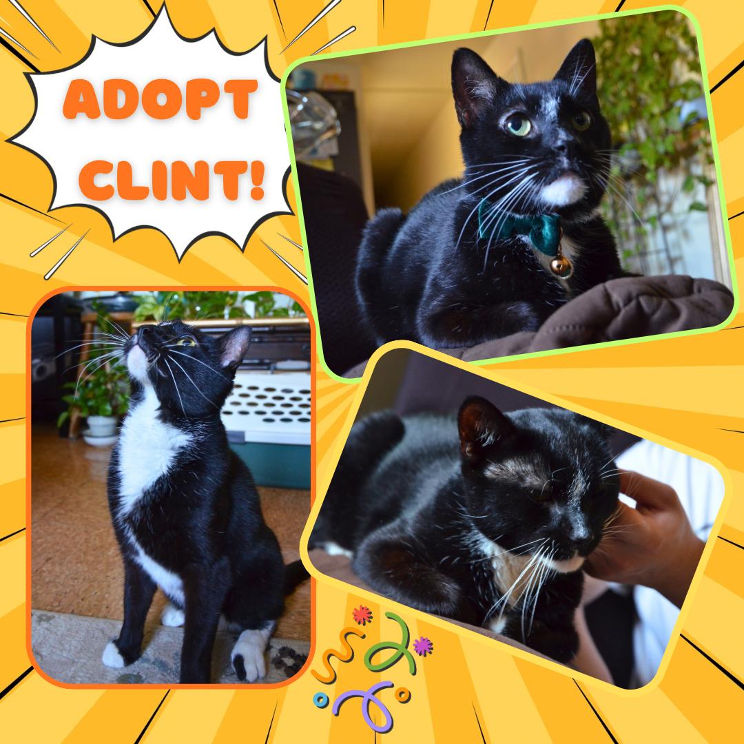 Enlarge Clint Eastwood, a Adoptable Domestic Short Hair in Bronx, NY image 1/3