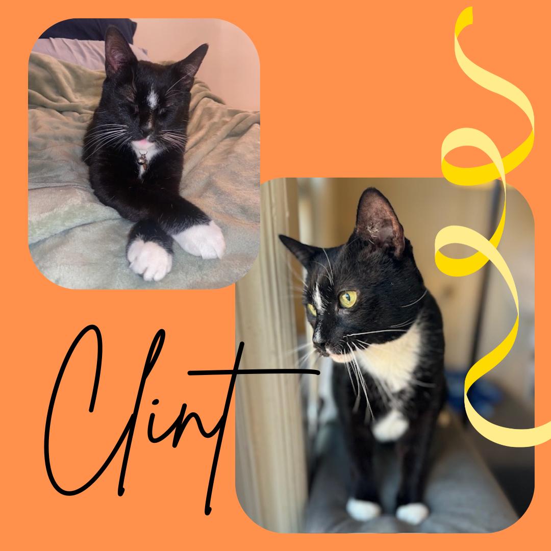 Enlarge Clint Eastwood, a Adoptable Domestic Short Hair in Bronx, NY image 3/3