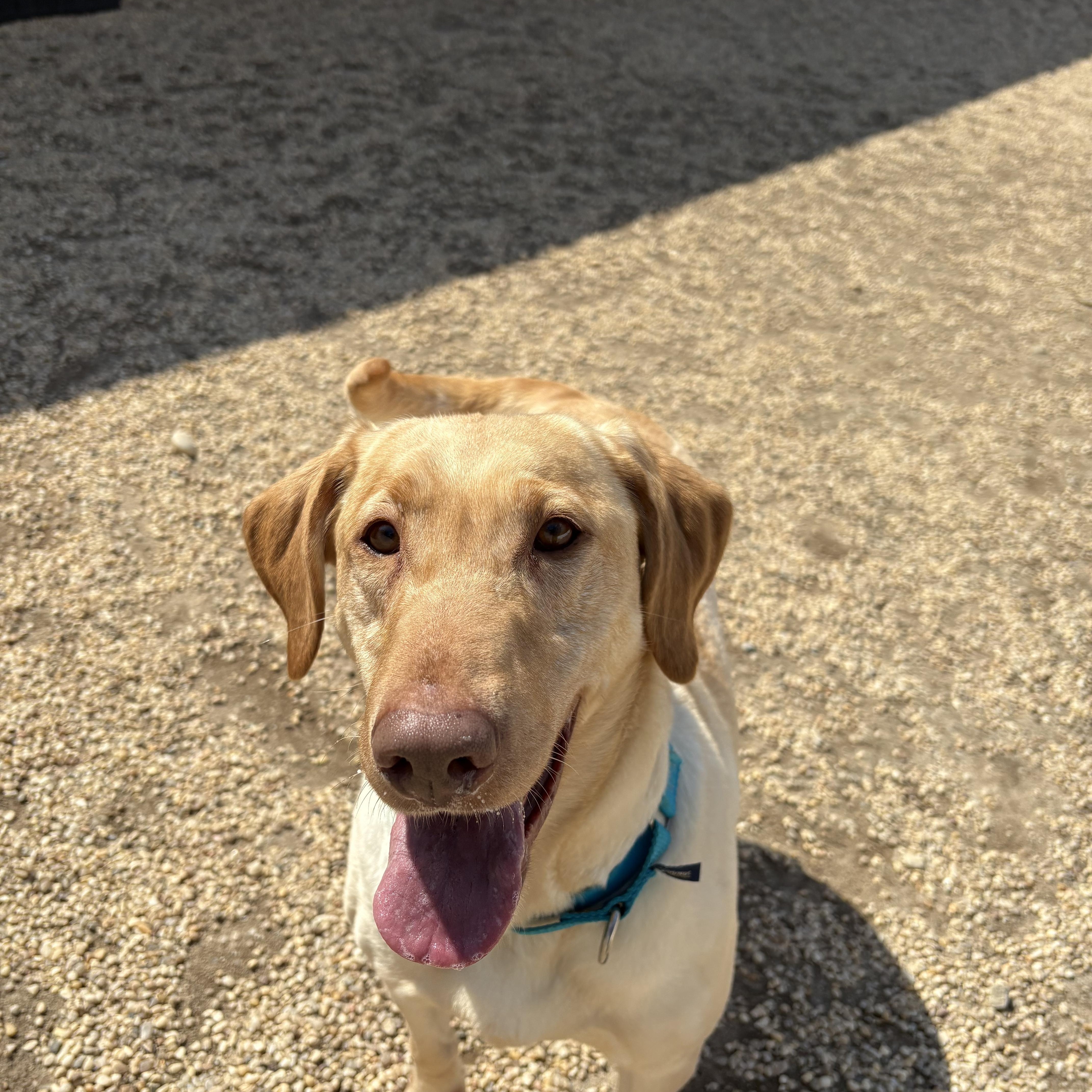Enlarge Lady, an adopted Labrador Retriever in AQUEBOGUE, NY image 1/4