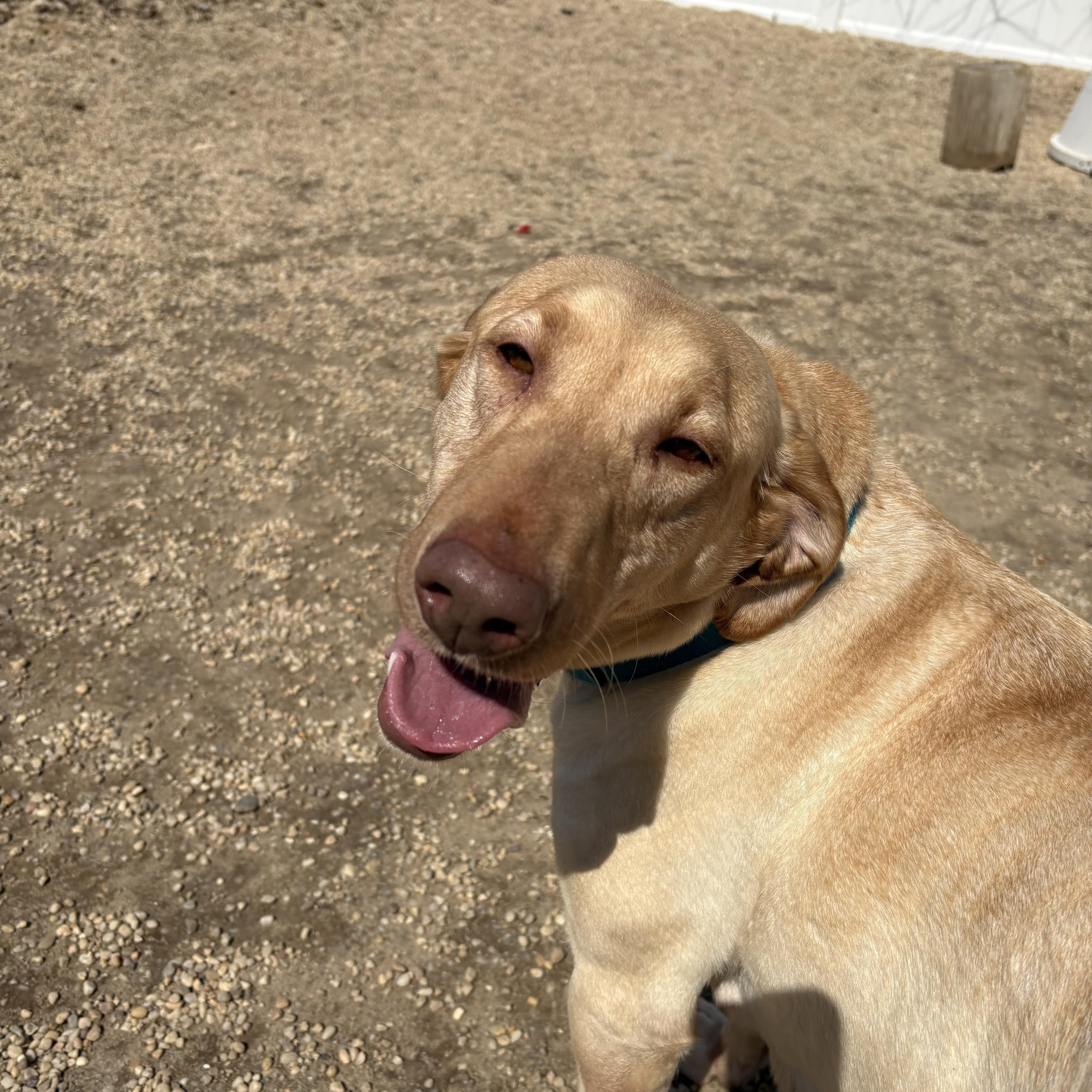 Enlarge Lady, an adopted Labrador Retriever in AQUEBOGUE, NY image 4/4