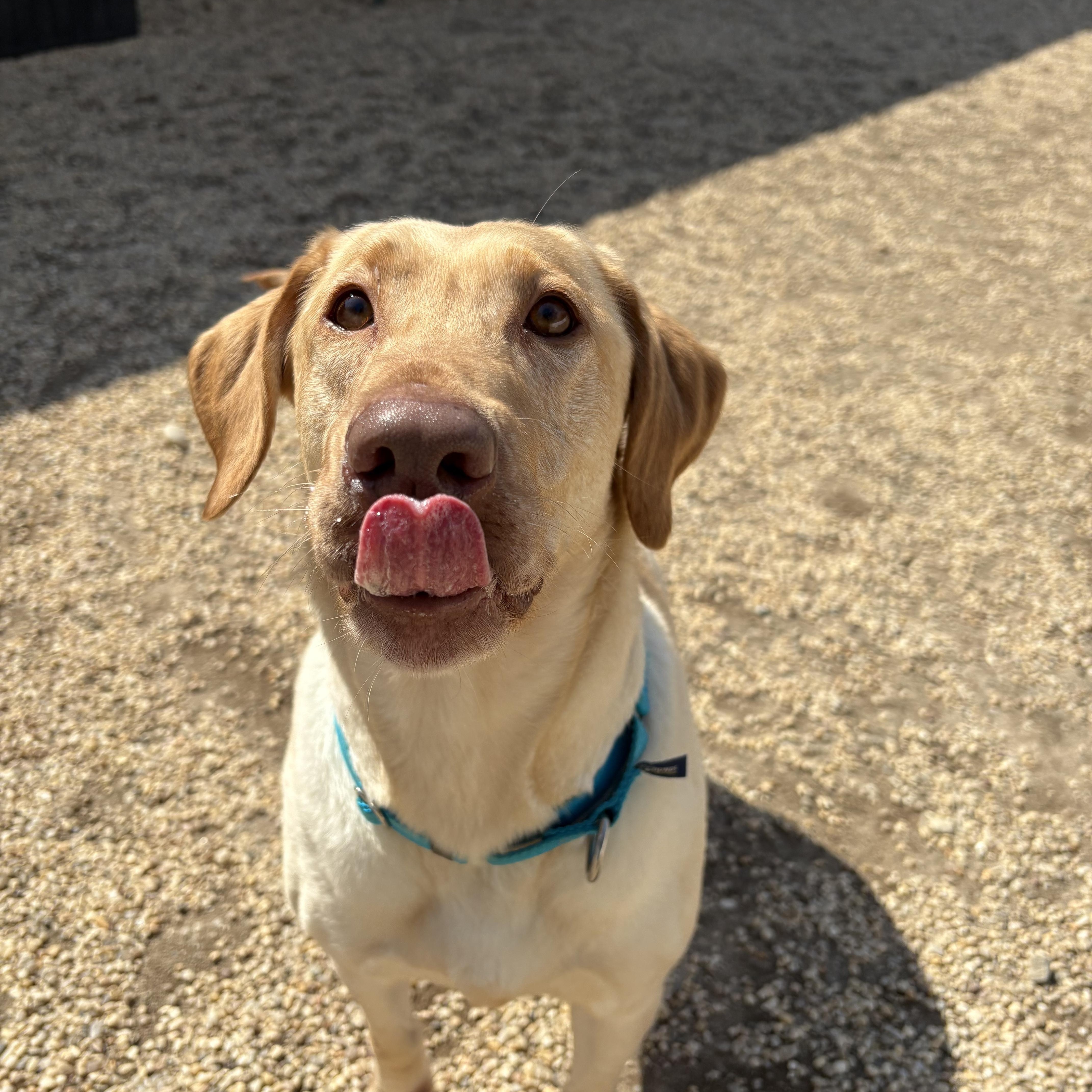 Enlarge Lady, an adopted Labrador Retriever in AQUEBOGUE, NY image 3/4
