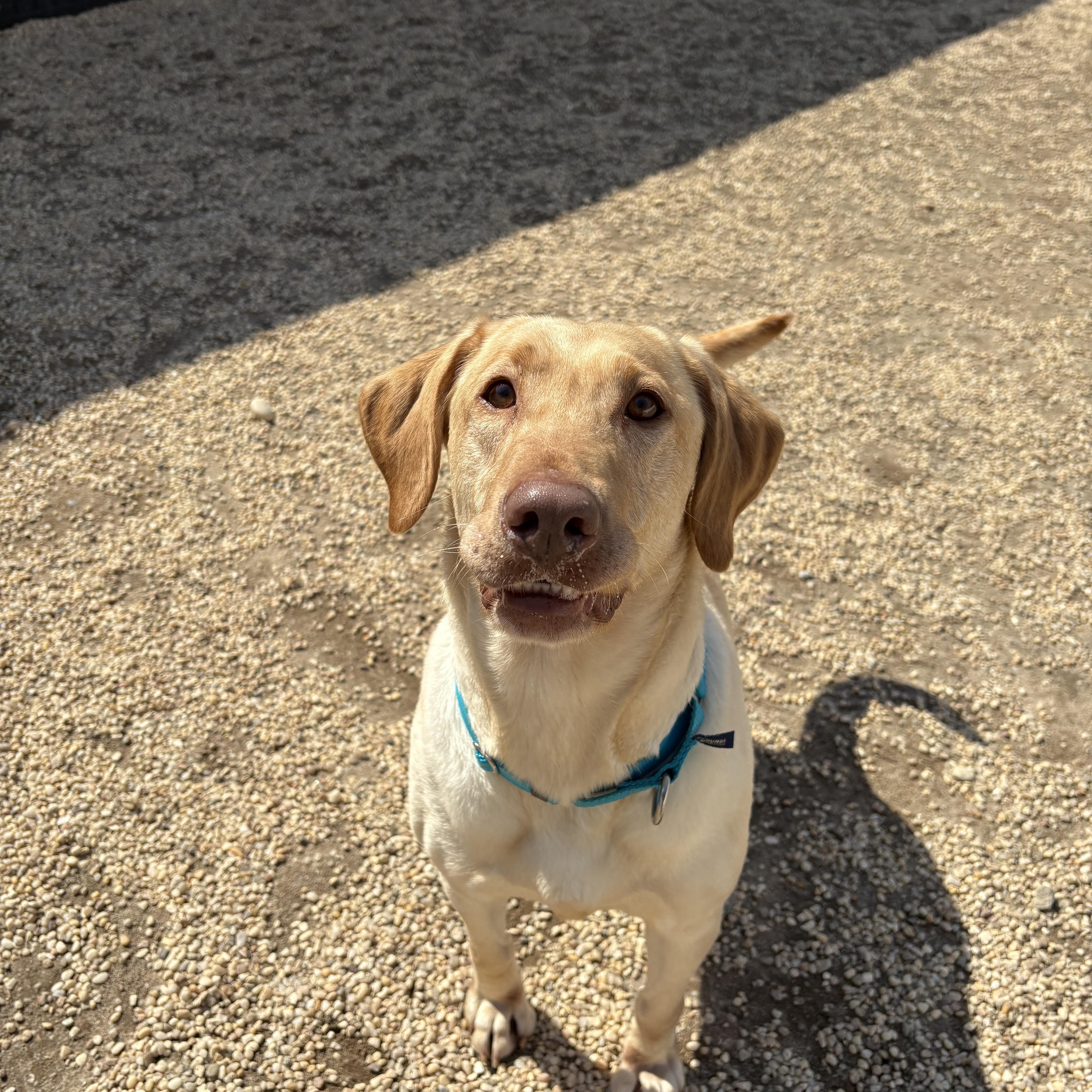 Enlarge Lady, an adopted Labrador Retriever in AQUEBOGUE, NY image 2/4