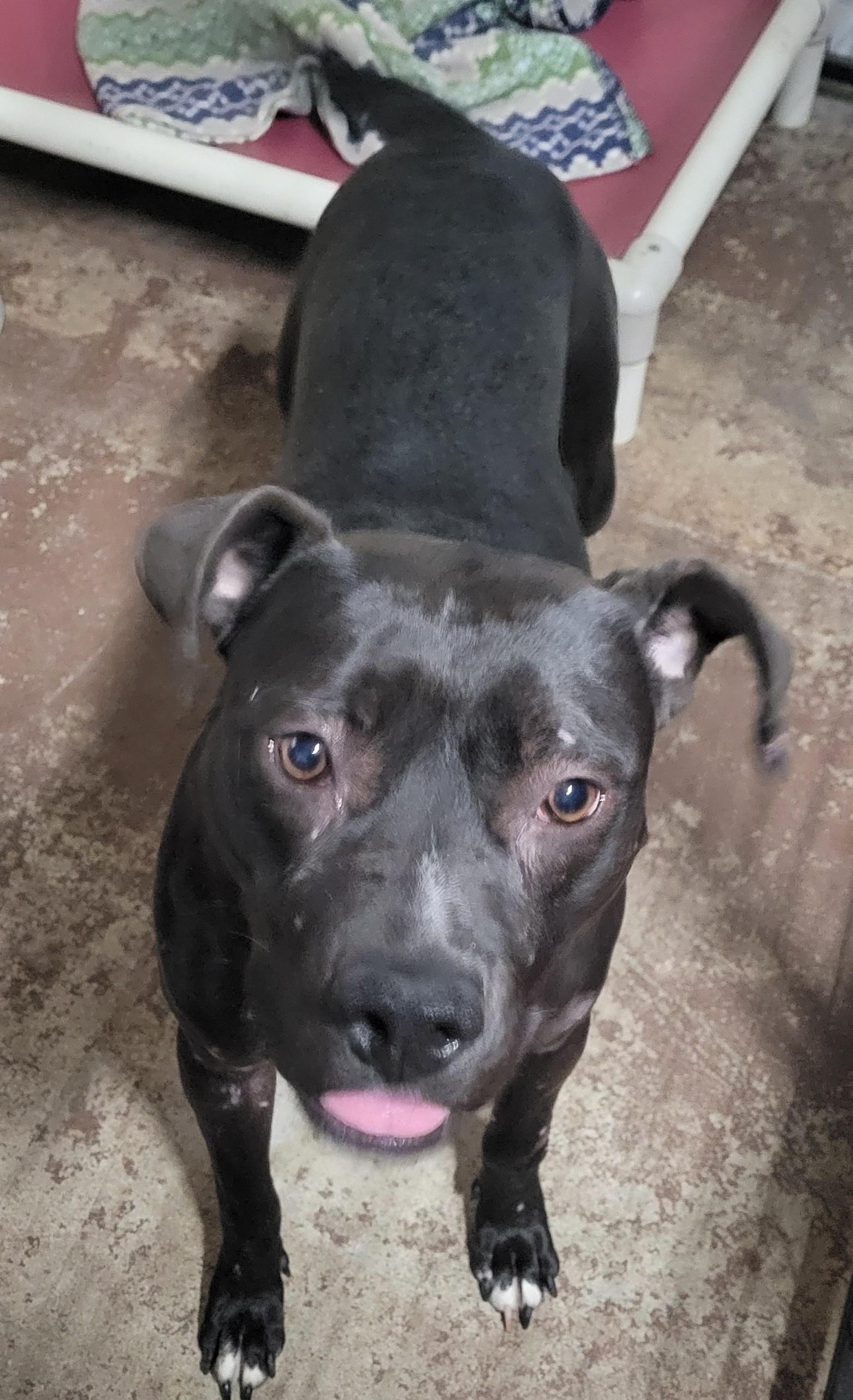 Kira, Adoptable, Young Female Pit Bull Terrier.