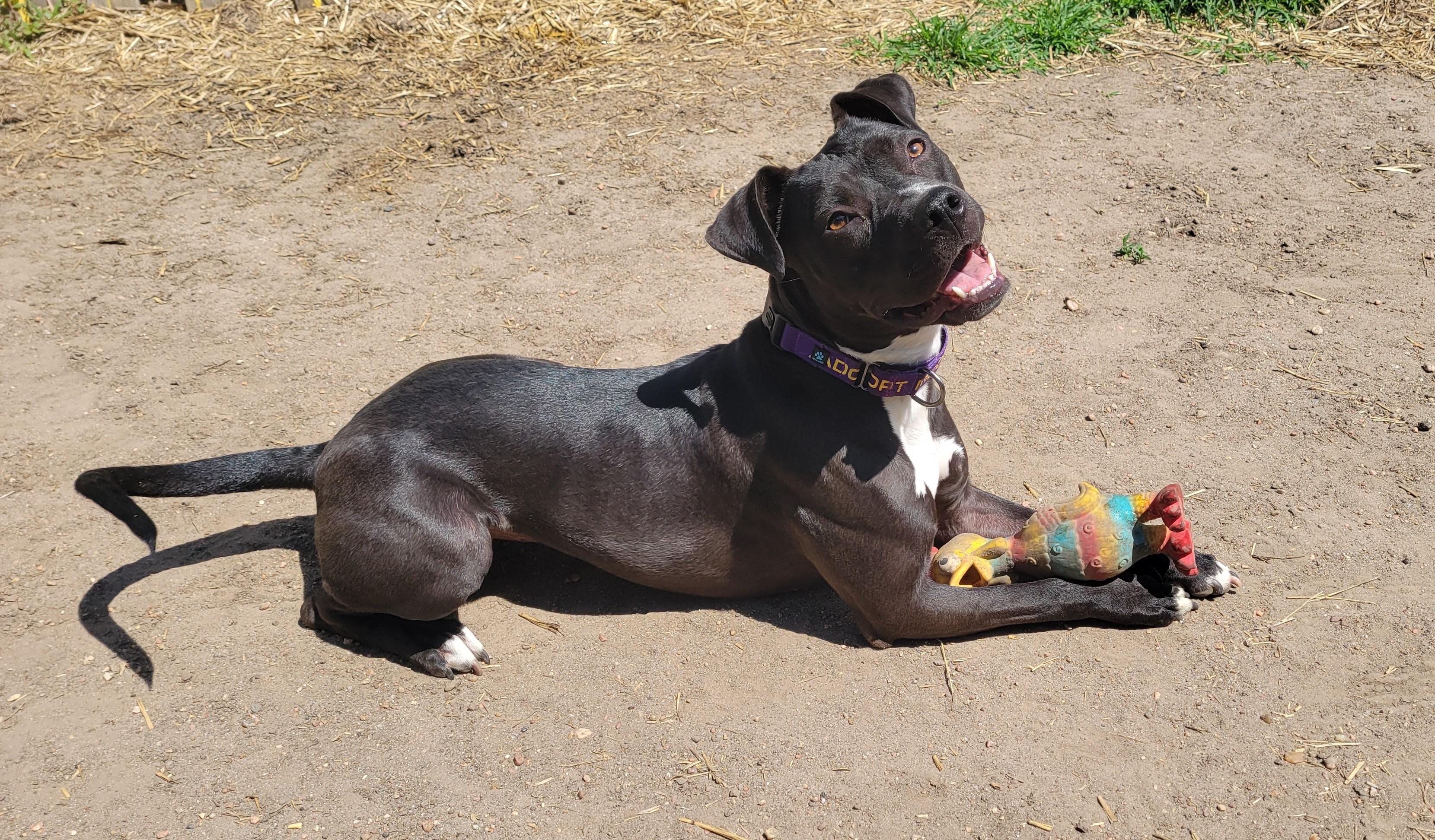 Kira, a Adoptable mixed breed in Grand Island, NE image 2/2
