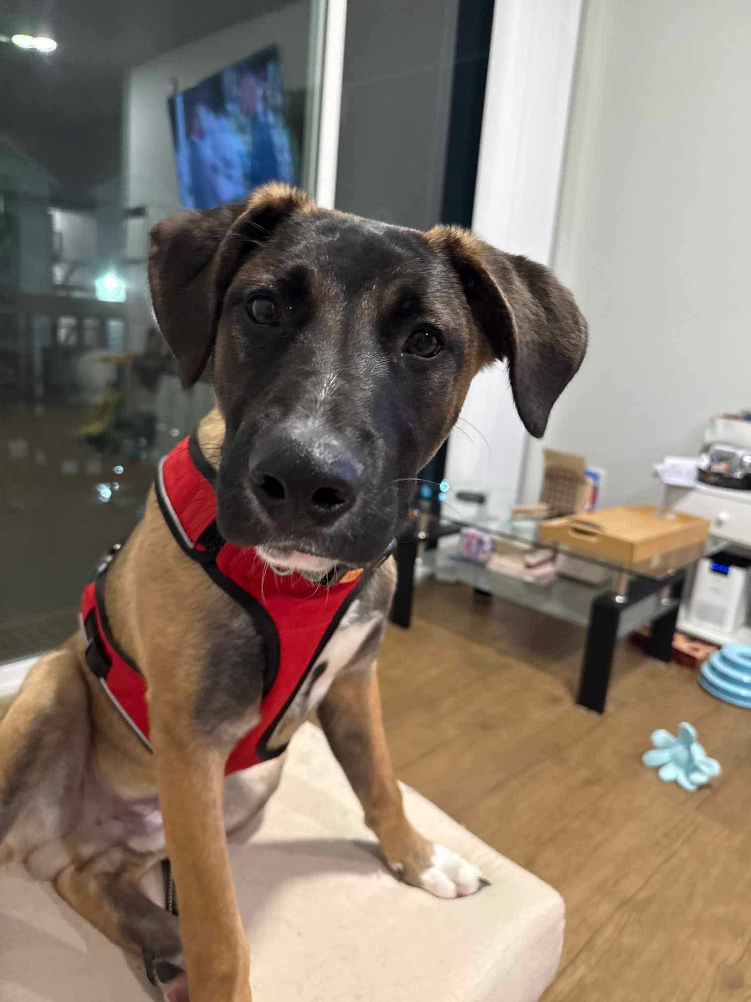 Enlarge Huxley, a Adoptable Mixed Breed in Puyallup, WA image 5/6