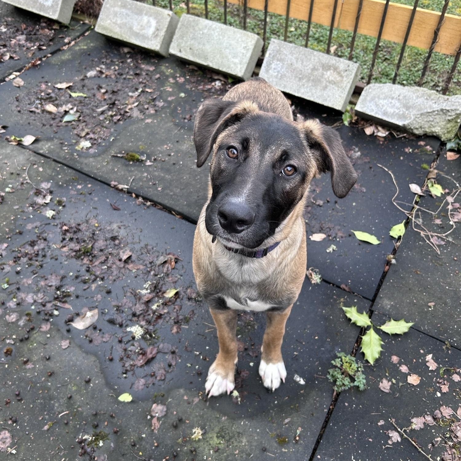 Enlarge Huxley, a Adoptable Mixed Breed in Puyallup, WA image 6/6