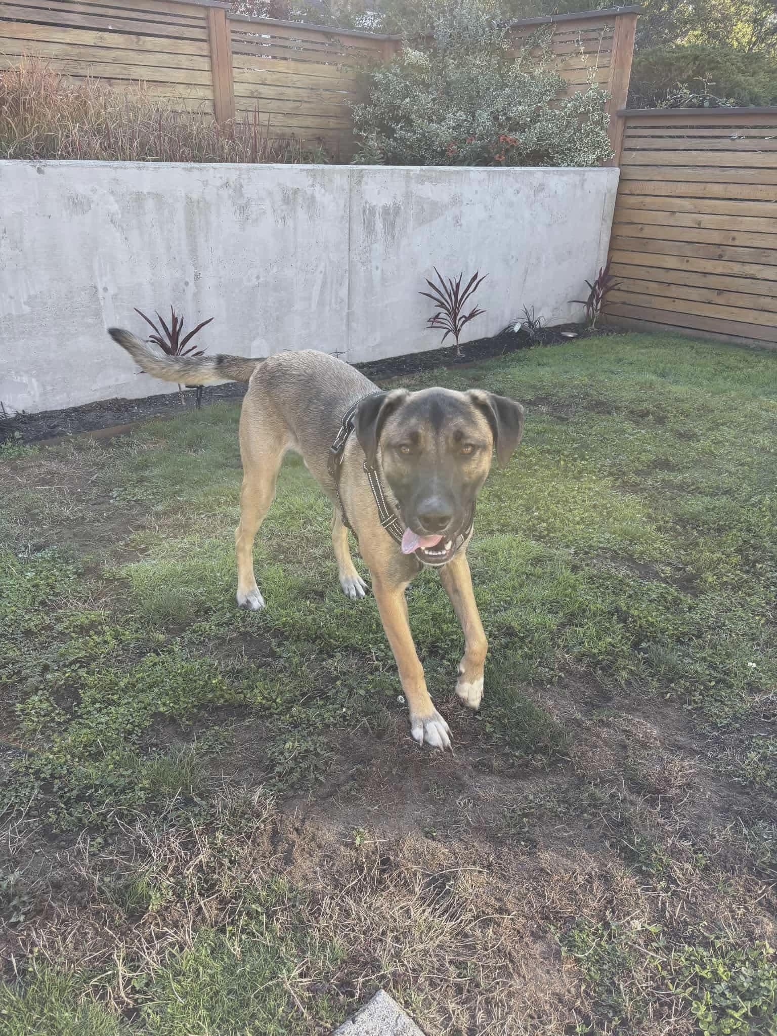 Enlarge Huxley, a Adoptable Mixed Breed in Puyallup, WA image 2/6