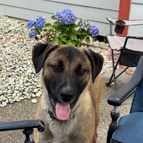 Enlarge Huxley, a Adoptable Mixed Breed in Puyallup, WA image 1/6