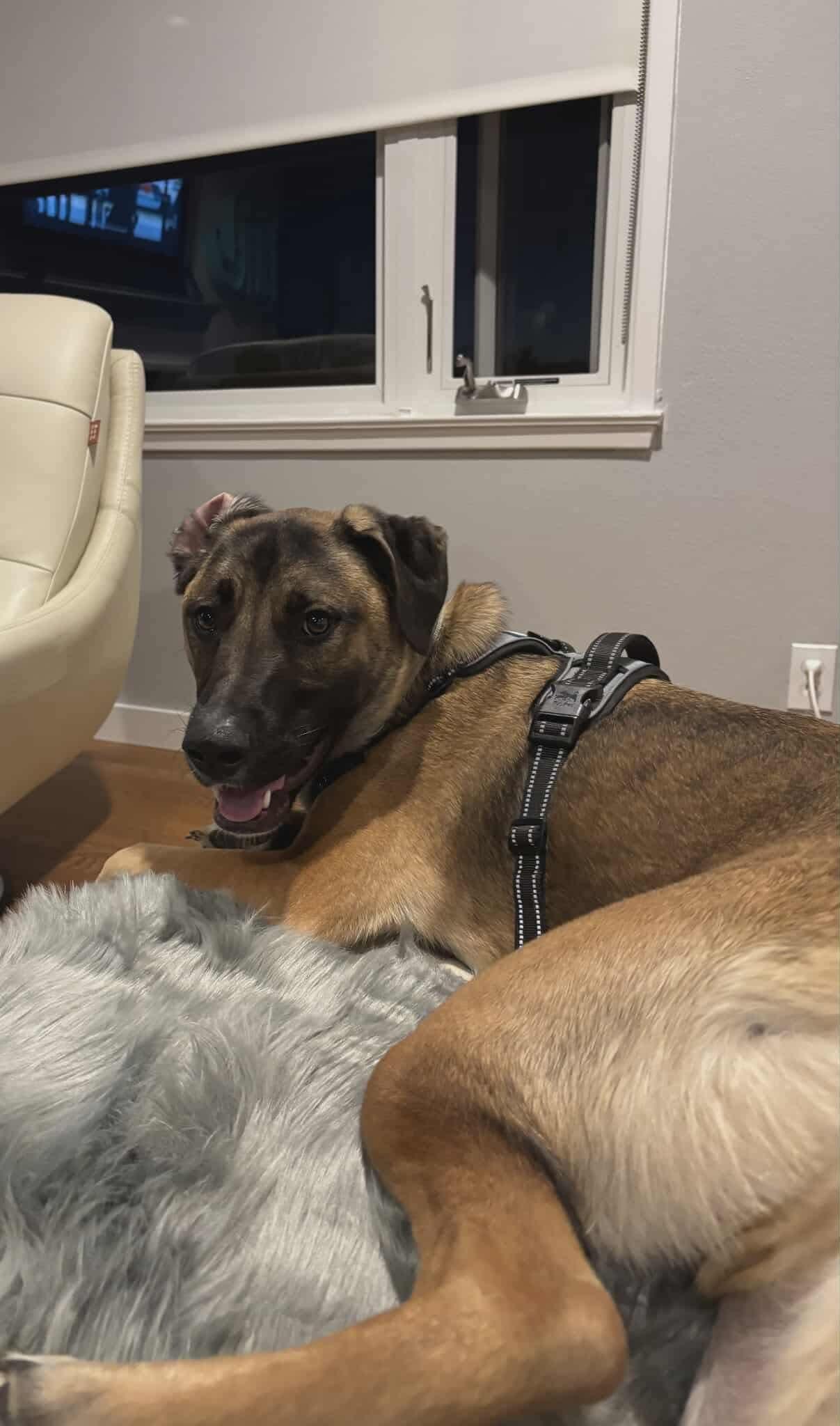 Enlarge Huxley, a Adoptable Mixed Breed in Puyallup, WA image 3/6