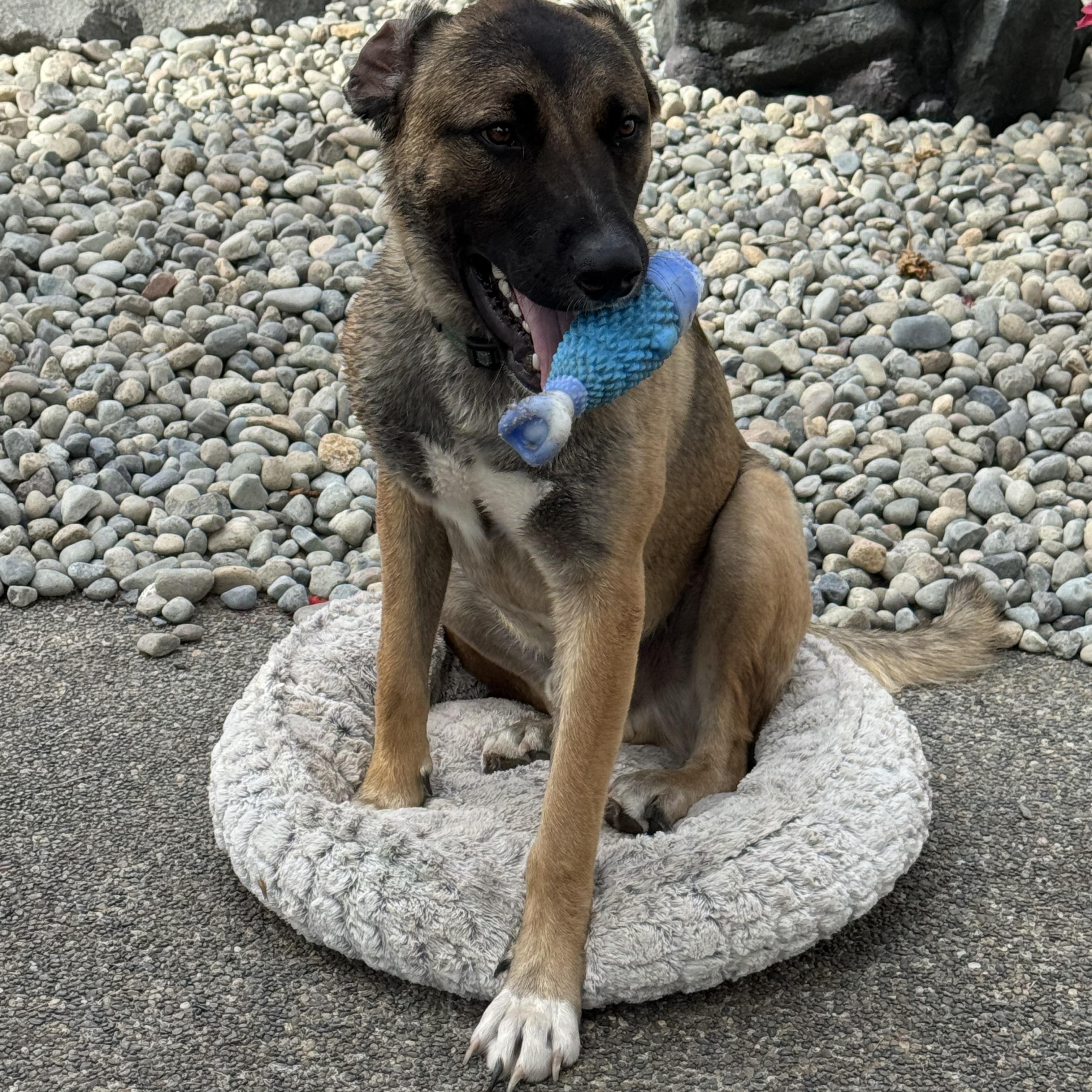 Enlarge Huxley, a Adoptable Mixed Breed in Puyallup, WA image 4/6