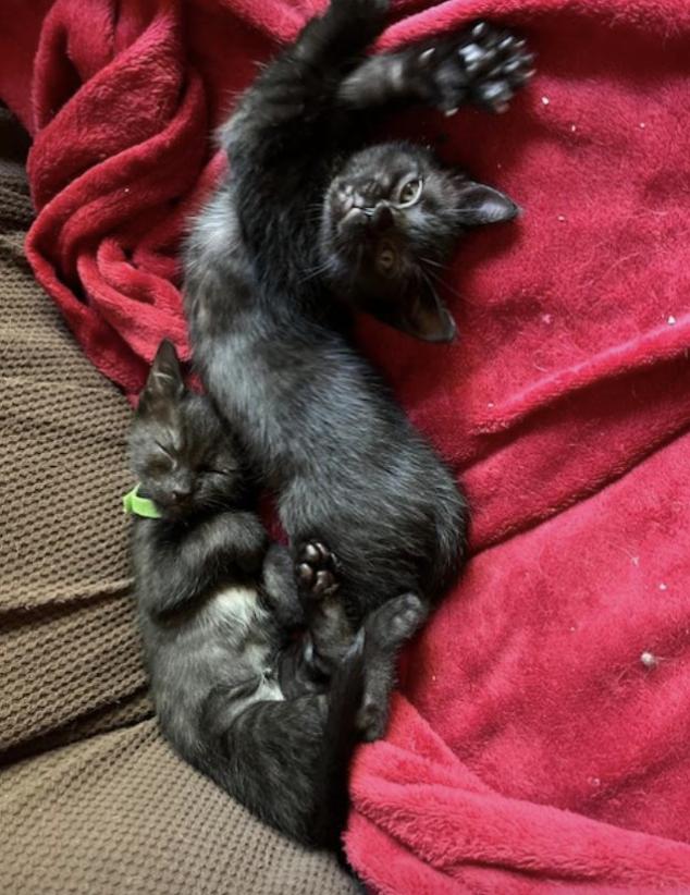 Pearl, Baby Female Domestic Short Hair