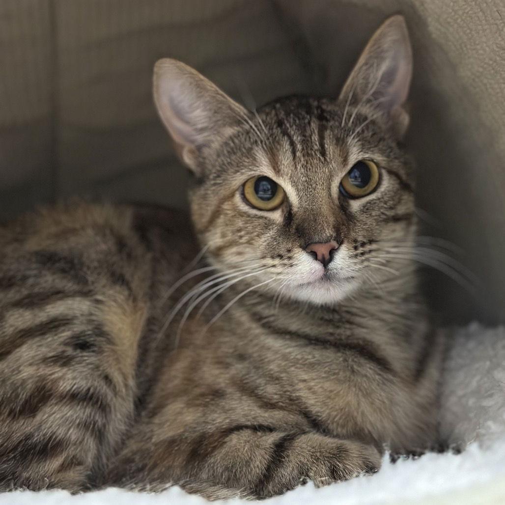 Ember, Adoptable, Adult Female Domestic Short Hair.