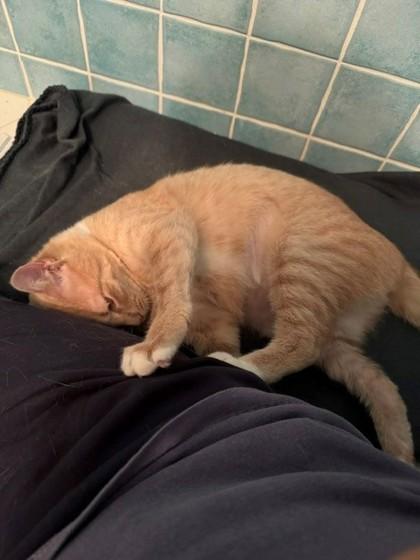 Enlarge 89825A Serena - Adoption Ambassador, a Adoptable mixed breed in North Charleston, SC image 1/3