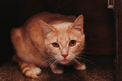 Enlarge 89825A Serena - Adoption Ambassador, a Adoptable mixed breed in North Charleston, SC image 2/3