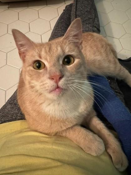 Enlarge 89825A Serena - Adoption Ambassador, a Adoptable mixed breed in North Charleston, SC image 3/3