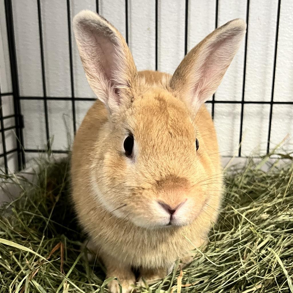 Alpaca, Adoptable, Adult Male Tan.