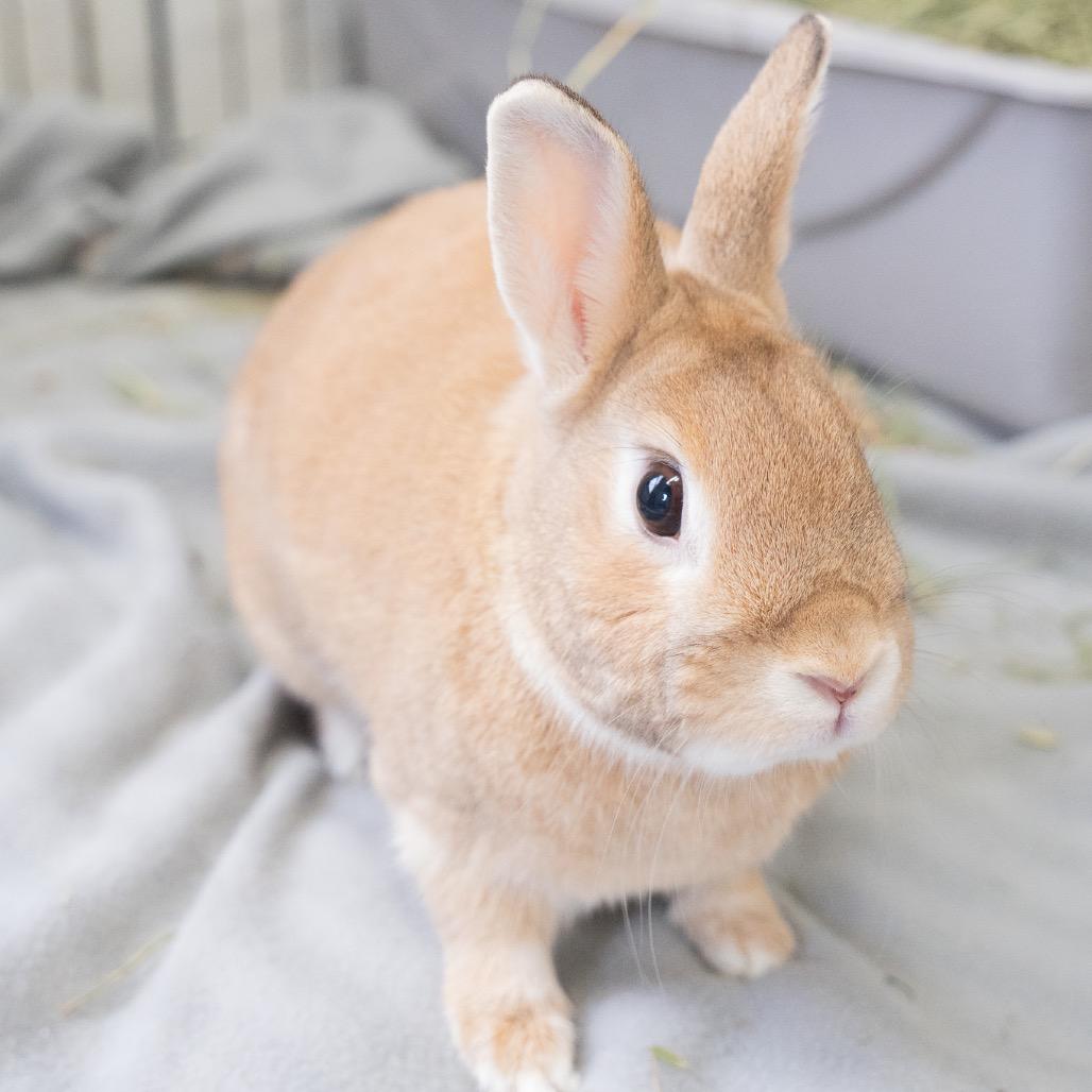 Alpaca, a Adoptable Tan in Kennesaw, GA image 2/3