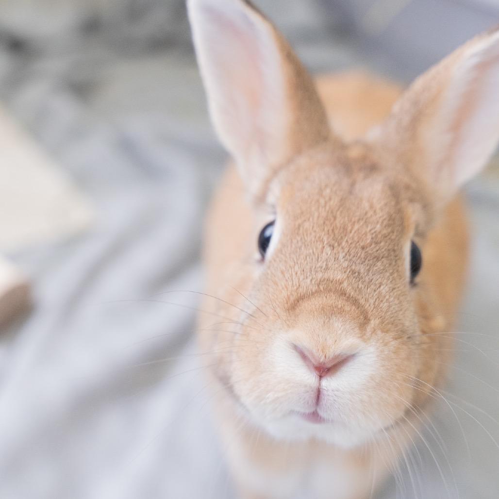 Alpaca, a Adoptable Tan in Kennesaw, GA image 3/3