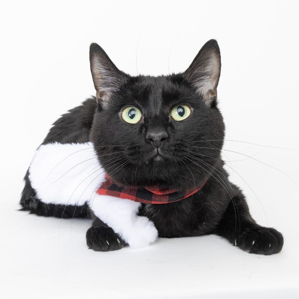 Liam, Adoptable, Young Male Domestic Short Hair.