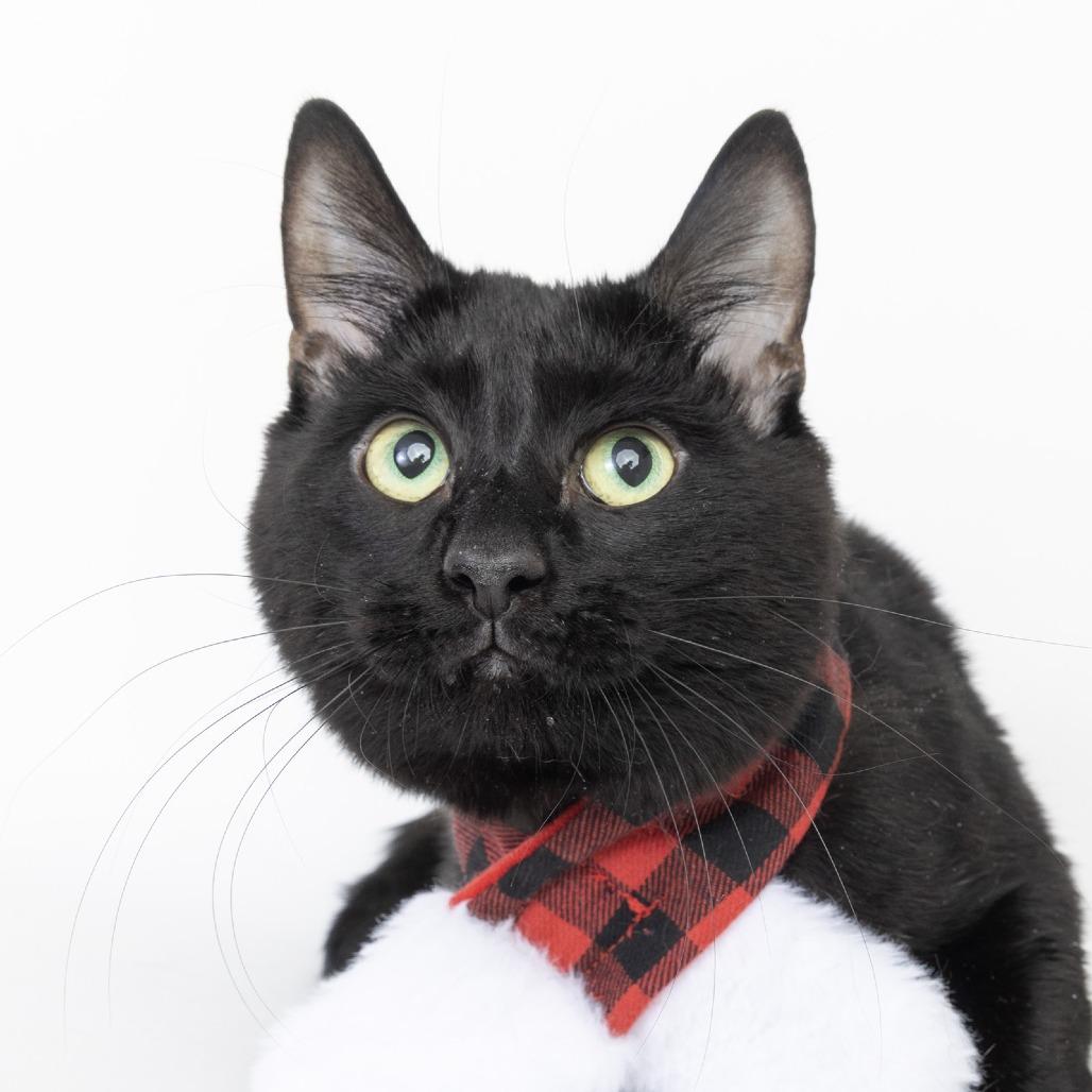 Liam, a Adoptable Domestic Short Hair in Franklin, TN image 2/2