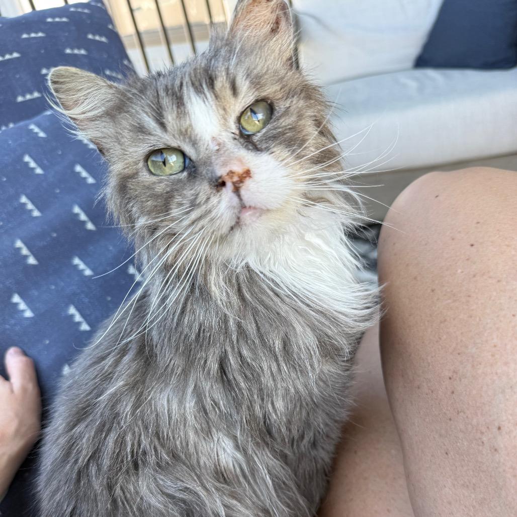 Enlarge Chance 2239, a Adoptable Domestic Medium Hair in Kansas City, MO image 1/3