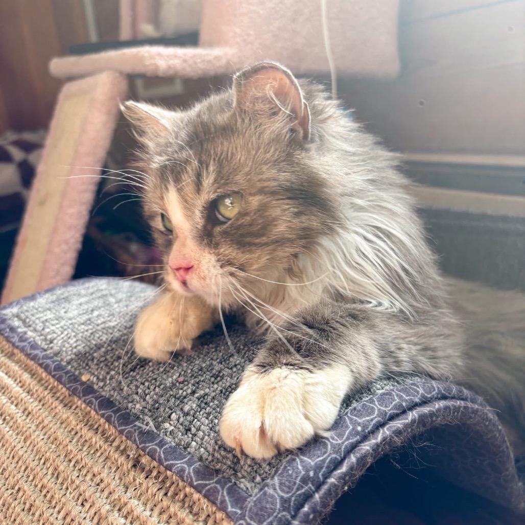 Enlarge Chance 2239, a Adoptable Domestic Medium Hair in Kansas City, MO image 2/3