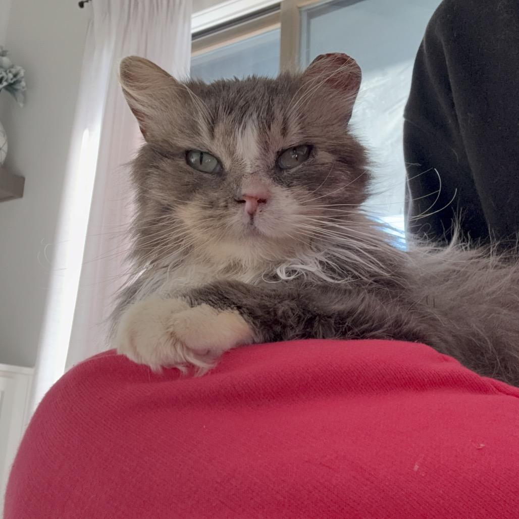 Enlarge Chance 2239, a Adoptable Domestic Medium Hair in Kansas City, MO image 3/3