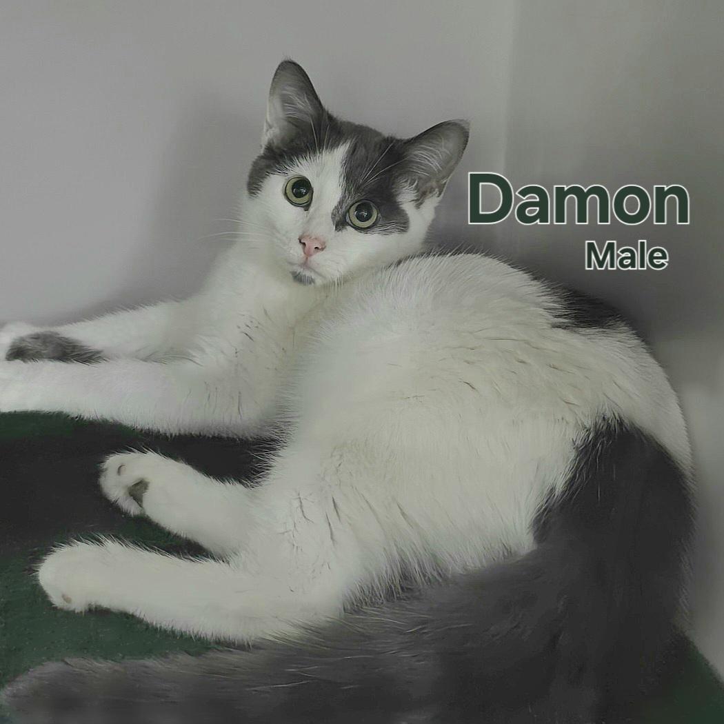 Damon ($20 fee), a Adoptable Domestic Short Hair in Quincy, OH image 2/2
