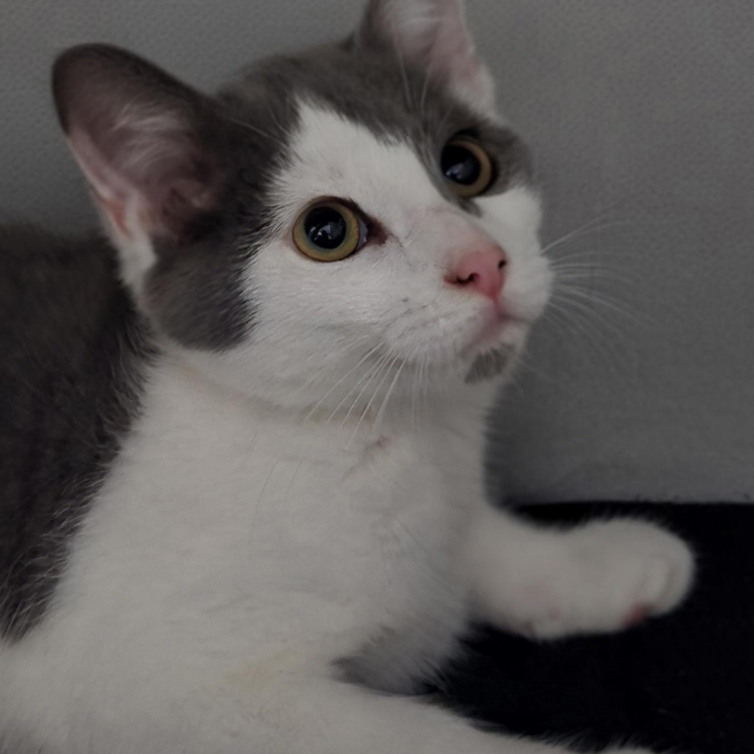 Damon ($20 fee), Adoptable, Young Male Domestic Short Hair.