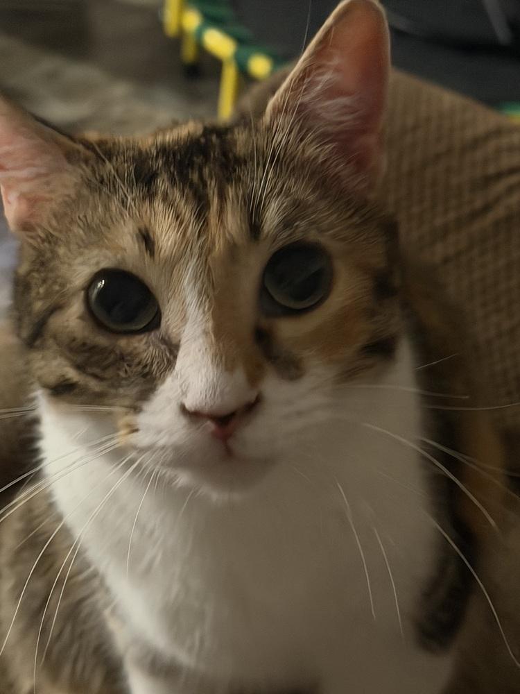 Enlarge Skittle, a Adoptable mixed breed in Plumerville, AR image 1/6