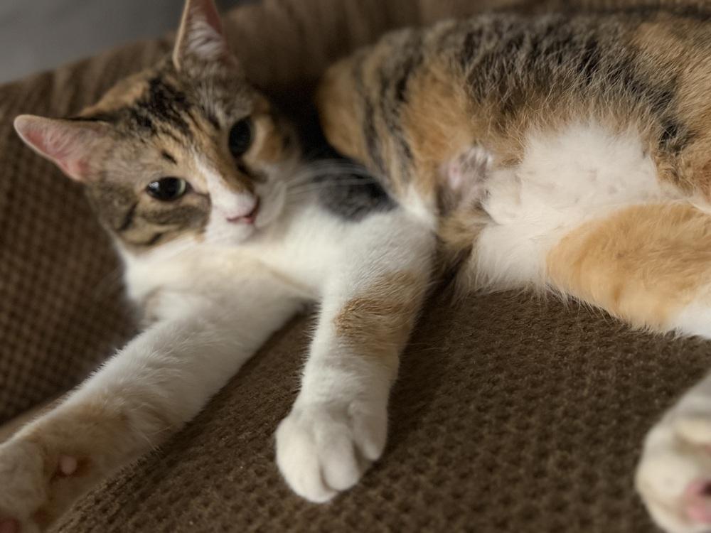 Enlarge Skittle, a Adoptable mixed breed in Plumerville, AR image 3/6