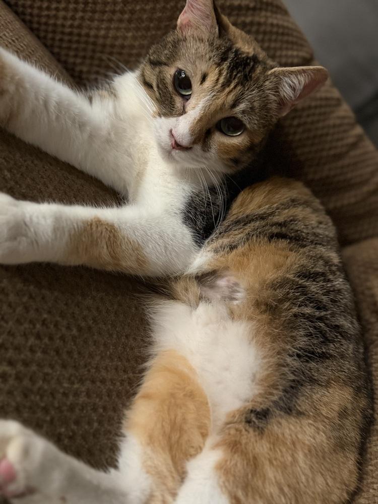 Enlarge Skittle, a Adoptable mixed breed in Plumerville, AR image 4/6