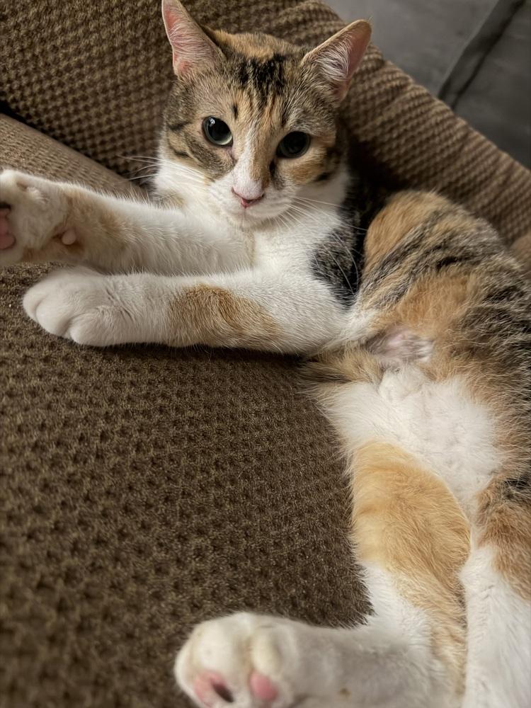 Enlarge Skittle, a Adoptable mixed breed in Plumerville, AR image 5/6