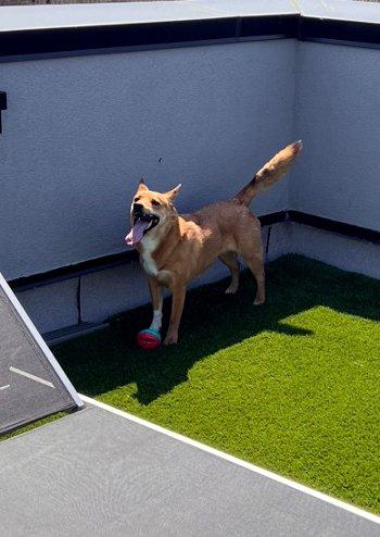 Foxy, Adoptable, Adult Female Corgi & Shiba Inu.