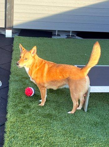Enlarge Foxy, a Adoptable mixed breed in Bedford Hills, NY image 2/5