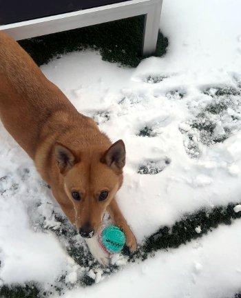 Enlarge Foxy, a Adoptable mixed breed in Bedford Hills, NY image 3/5