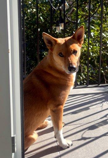 Enlarge Foxy, a Adoptable mixed breed in Bedford Hills, NY image 4/5