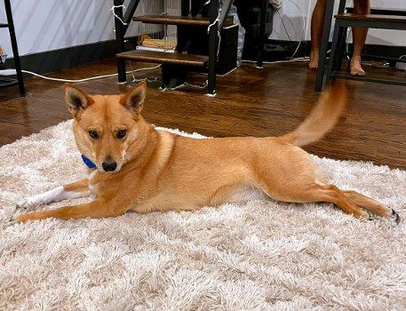 Enlarge Foxy, a Adoptable mixed breed in Bedford Hills, NY image 5/5