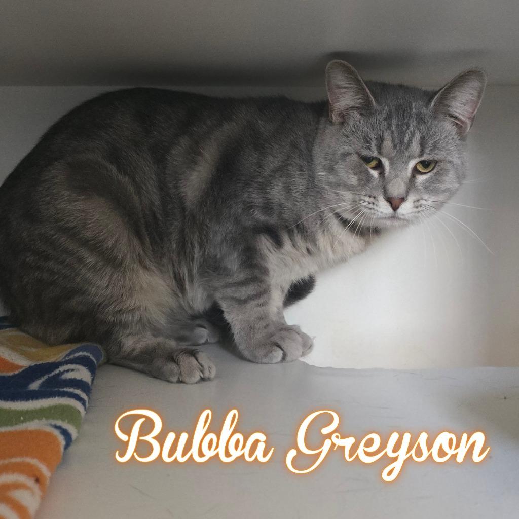 Enlarge Bubba Greyson, a Adoptable Domestic Short Hair in Hillsboro, OH image 1/2