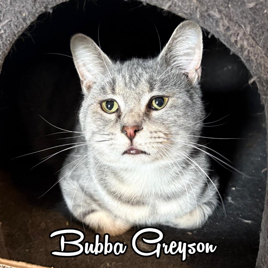 Enlarge Bubba Greyson, a Adoptable Domestic Short Hair in Hillsboro, OH image 2/2