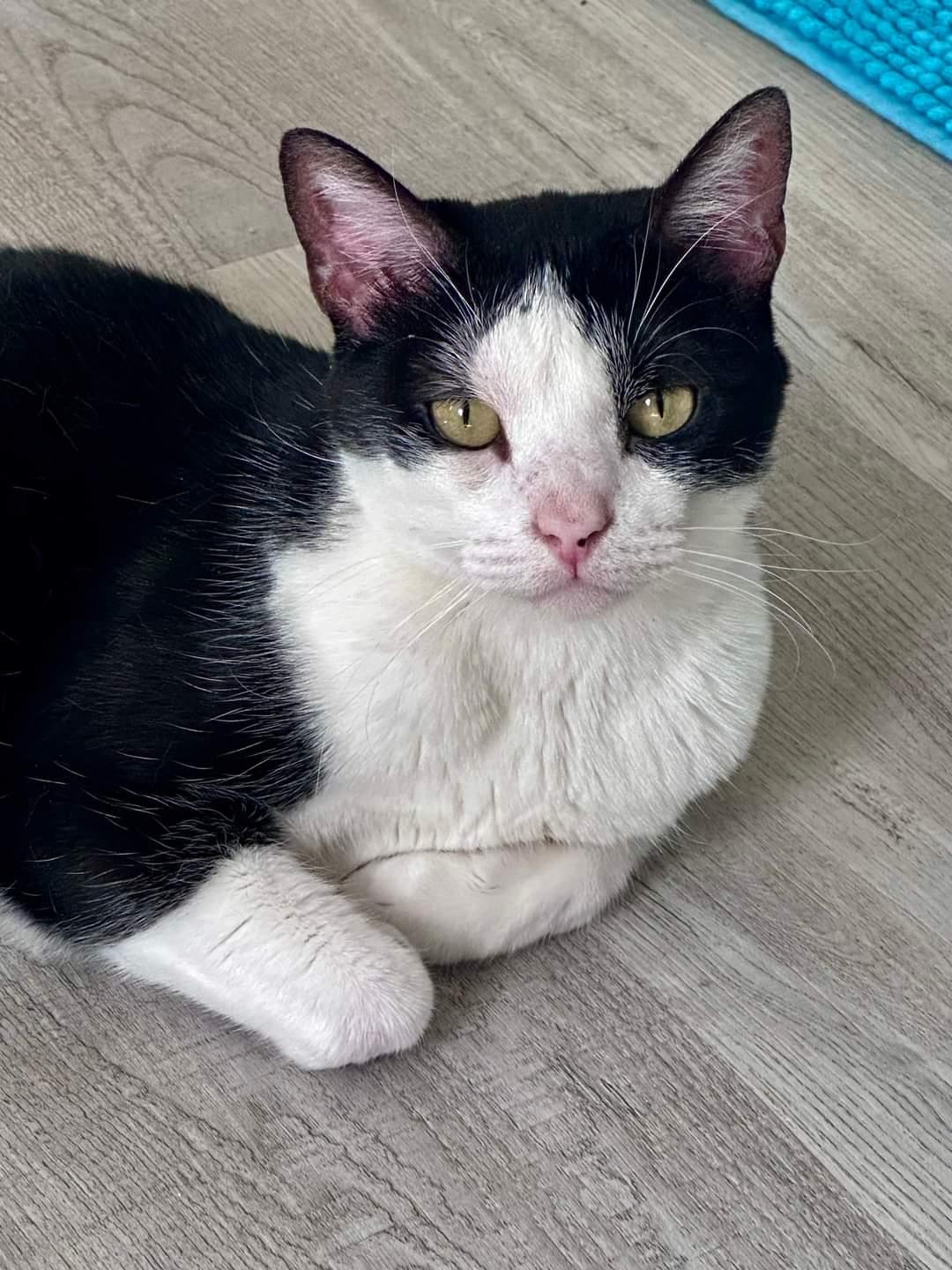 Mac, Adoptable, Adult Female Domestic Short Hair & Tuxedo.