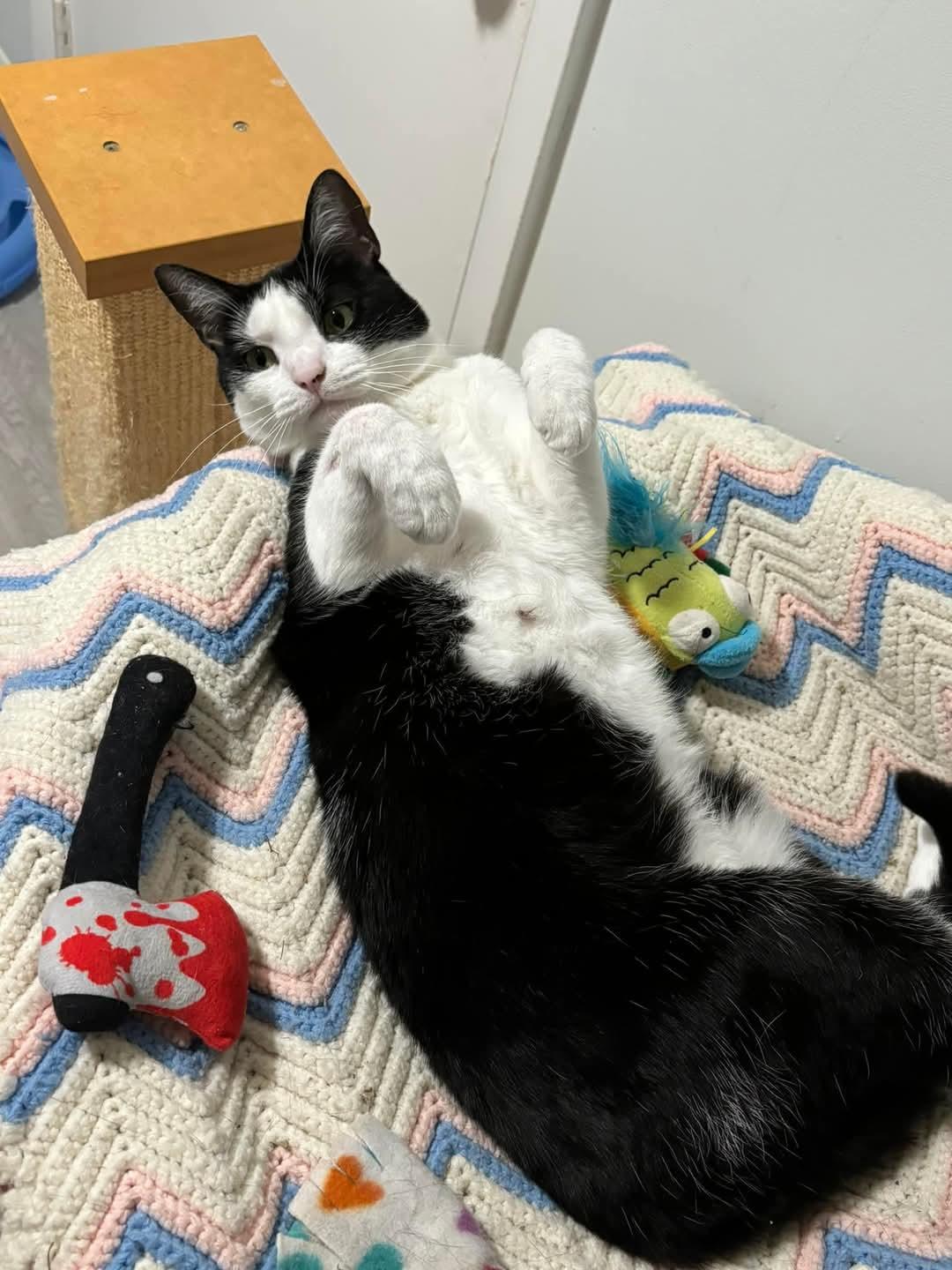 Mac, a Adoptable mixed breed in Chicago, IL image 5/6