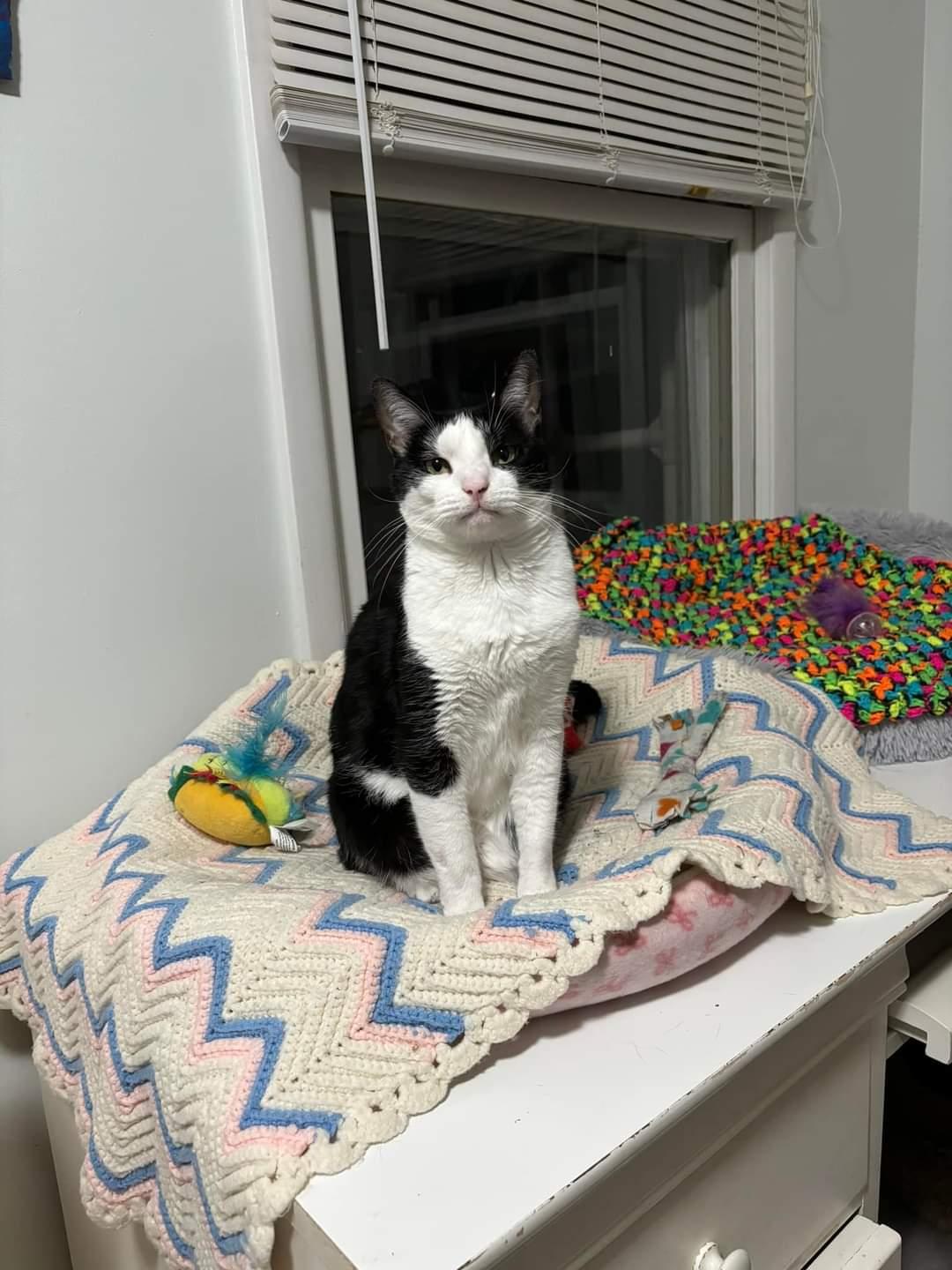 Mac, a Adoptable mixed breed in Chicago, IL image 3/6