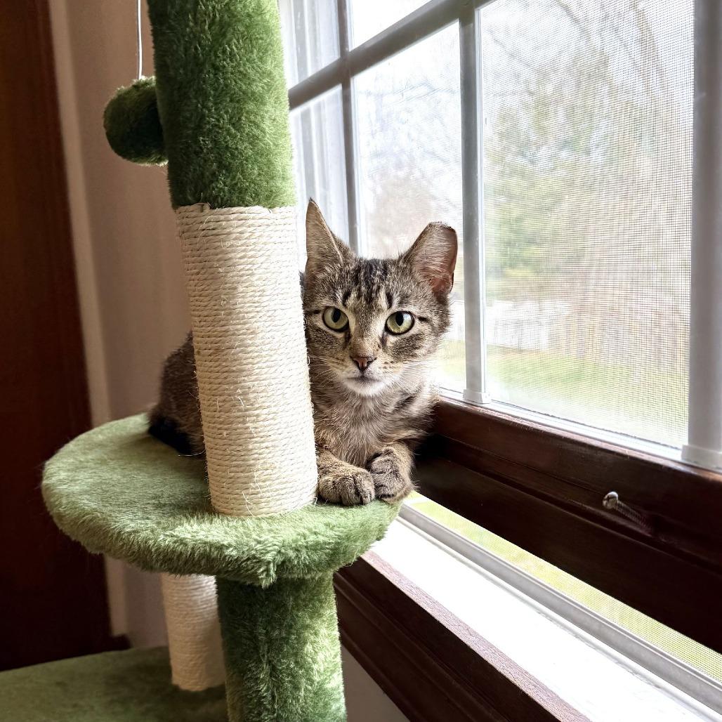 Enlarge Franki, a Adoptable Domestic Short Hair in Medina, OH image 1/6