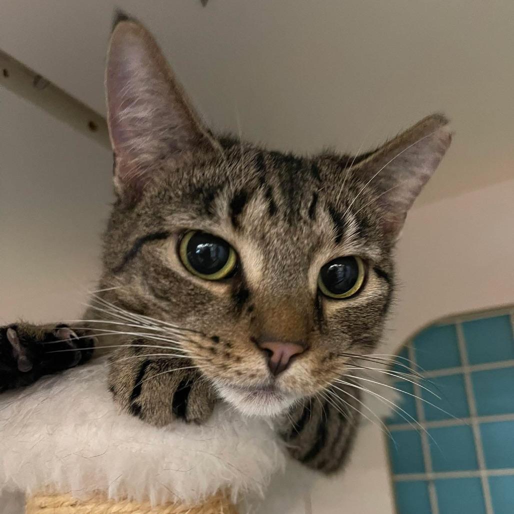 Enlarge Franki, a Adoptable Domestic Short Hair in Medina, OH image 2/6