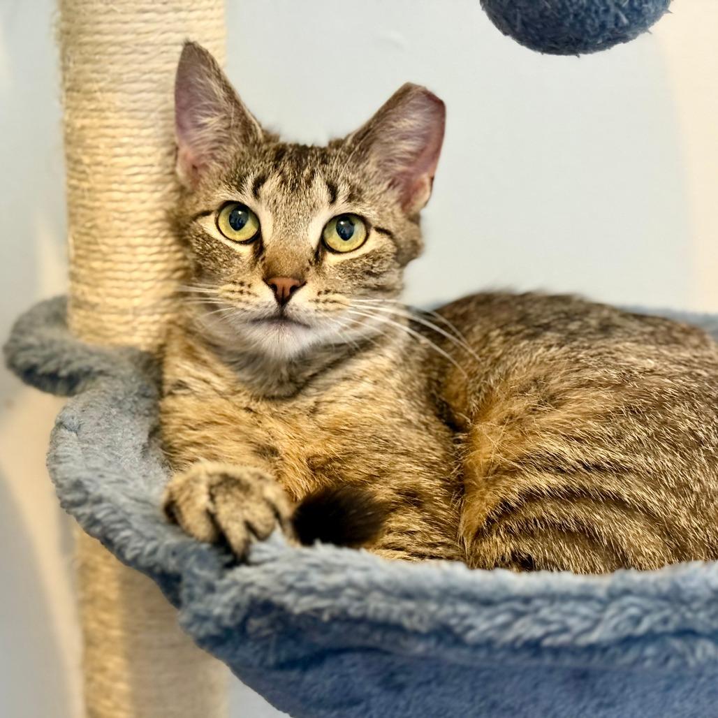 Enlarge Franki, a Adoptable Domestic Short Hair in Medina, OH image 3/6