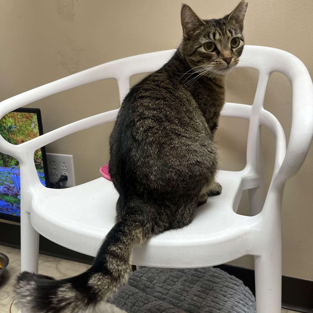 Enlarge Franki, a Adoptable Domestic Short Hair in Medina, OH image 4/6