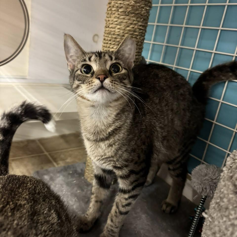 Enlarge Franki, a Adoptable Domestic Short Hair in Medina, OH image 5/6