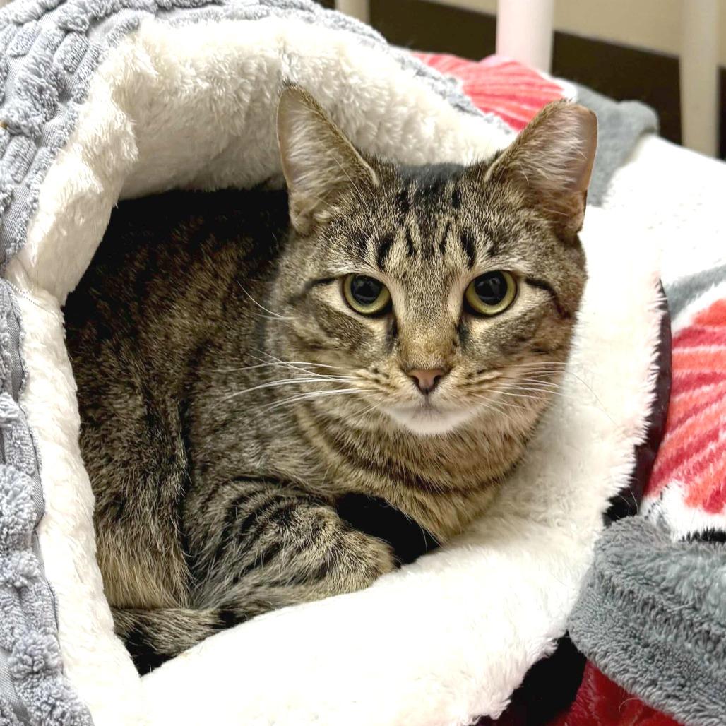 Enlarge Franki, a Adoptable Domestic Short Hair in Medina, OH image 6/6